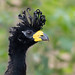 Bare-faced Curassow (Crax fasciolata) P4A0297