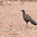 Rusty-margined Guan (Penelope superciliaris)