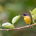 Geelbuikschoffelsnavel - Common Tody-Flycatcher