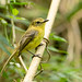 Yellow Tyrannulet (Capsiempis flaveola)