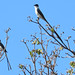 Fork-tailed Flycatcher, Tyrannus savana