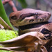 Abgottschlange (Boa constrictor)