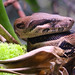 Abgottschlange (Boa constrictor)