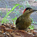 Green-barred Woodpecker, Colaptes melanochloros