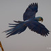 A Hyacinth Macaw In Flight From A Perch