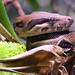 Abgottschlange (Boa constrictor)