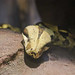 Abgottschlange (Boa constrictor)