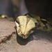 Abgottschlange (Boa constrictor)