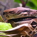 Abgottschlange (Boa constrictor)