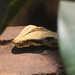 Abgottschlange (Boa constrictor)