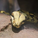 Abgottschlange (Boa constrictor)