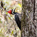 Crimson-crested Woodpecker (Campephilus melanoleucos), female