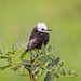 Witkopwatertiran - White-headed Marsh Tyrant