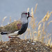 Avefría tero, Vanellus chilensis, Southern Lapwing