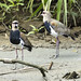 Southern Lapwing (Vanellus chilensis), Laguna de Sonso, Colombia