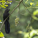 Smooth-billed Ani (Crotophaga ani), Laguna de Sonso, Colombia