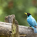 Green Honeycreeper (Chlorophanes spiza). Valle del Cauca, Colombia