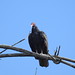 Turkey Vulture 2 09.14.24 Baryames