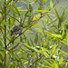 Rufous-collared Sparrow (Zonotrichia capensis). Valle del Cauca, Cali