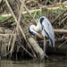 Cocoi Heron (Ardea cocoi). Laguna de Sonso, Colombia