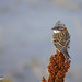 Chingolo común, Zonotrichia capensis, Rufous-collared Sparrow