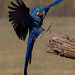 Hyacinth Macaw Preparping To Land On A Thick Textured Branch