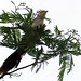 Guira Cuckoo, Guira guira