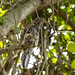 Common Potoo (Nyctibius griseus). Laguna de Sonso, Colombia