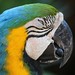 Blue And Yellow Macaw - Ara ararauna   (6) F