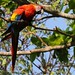 Scarlet Macaw - Ara macao (12)F