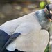 King Vulture