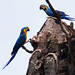 Blue-and-yellow Macaw, Ara ararauna