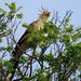 Guira Cuckoo, Guira guira