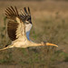 Wood Stork -09119-Edit