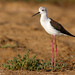 Black-winged Stilt (Himantopus himantopus)