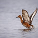 Peposaka-eend - Rosy-billed Pochard