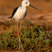 Black-winged Stilt (Himantopus himantopus)