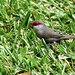 Common Waxbill