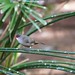 Common Waxbill