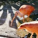 Scarlet Ibis