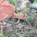 Scarlet Ibis