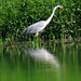 Cocoi Heron, Ardea cocoi