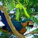 Blue-and-yellow Macaw, Ara ararauna