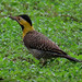 Campo Flicker, Colaptes campestris