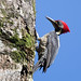 Lineated Woodpecker (Dryocopus lineatus)