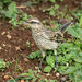 Mimus saturninus (Chalk-browed Mockingbird) juvenile - Mimidae - Puerto Iguazu, Misiones, Argentina