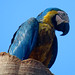 Blue-and-yellow Macaw, Ara ararauna