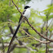 Tyrannus savana (Fork-tailed Flycatcher) - Tyrannidae - Puerto Iguazu, Misiones, Argentina