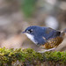 Witborsttapaculo - White-breasted Tapaculo