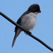 White-bellied Seedeater, Sporophila leucoptera